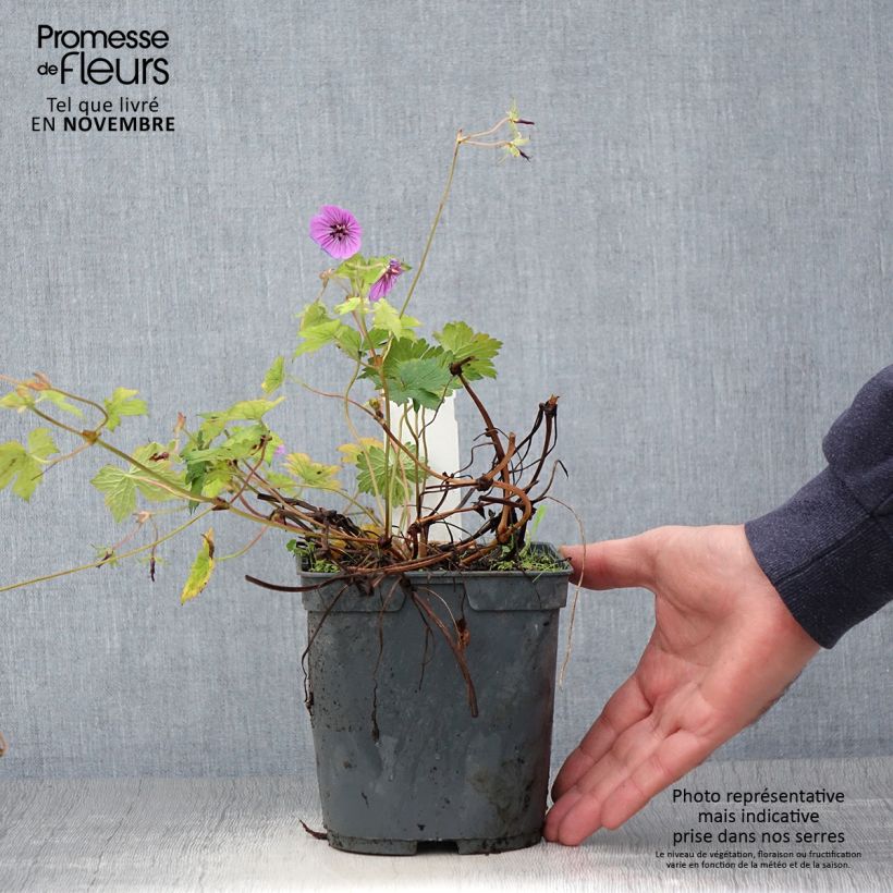 Geranium Pink Penny 2L/3L pot sample as delivered in autumn