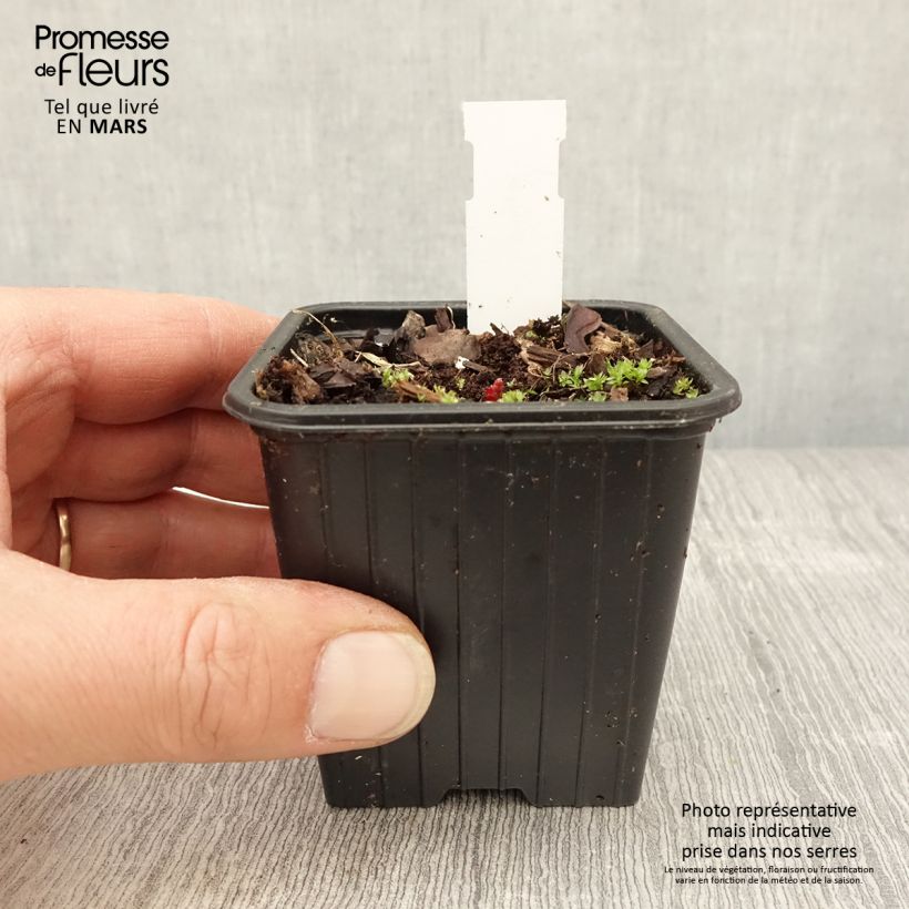 Geranium pratense Dark Eyes 8/9 cm pot sample as delivered in spring