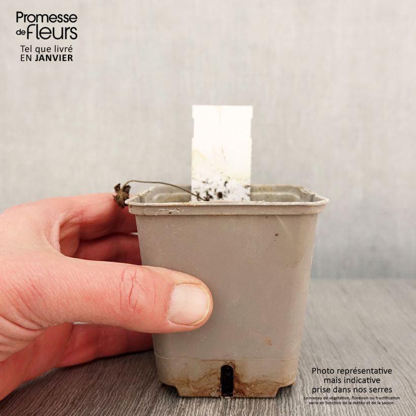 Geranium pratense Dark Reiter 8/9 cm pot sample as delivered in winter