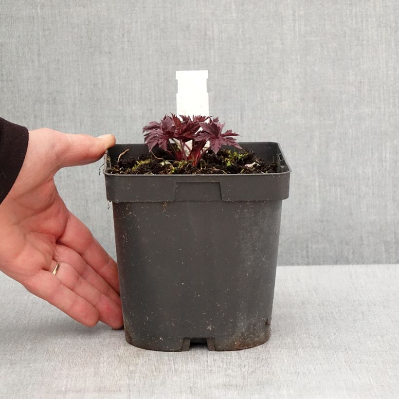 Geranium pratense Hocus Pocus 2L/3L pot sample as delivered in spring