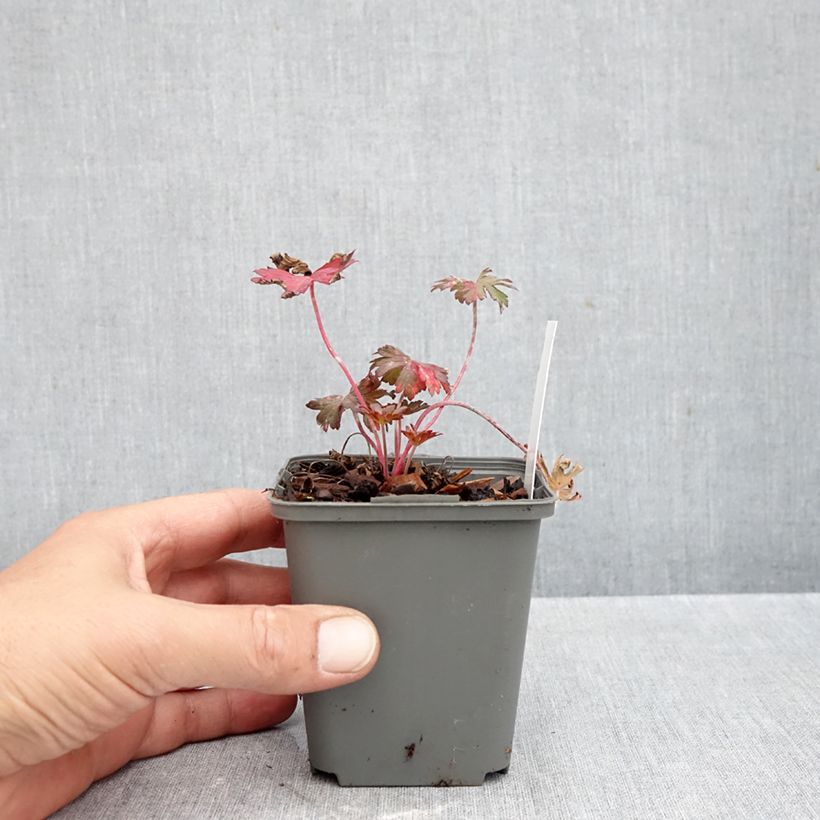 Geranium pratense Marshmallow 8/9 cm pot sample as delivered in autumn