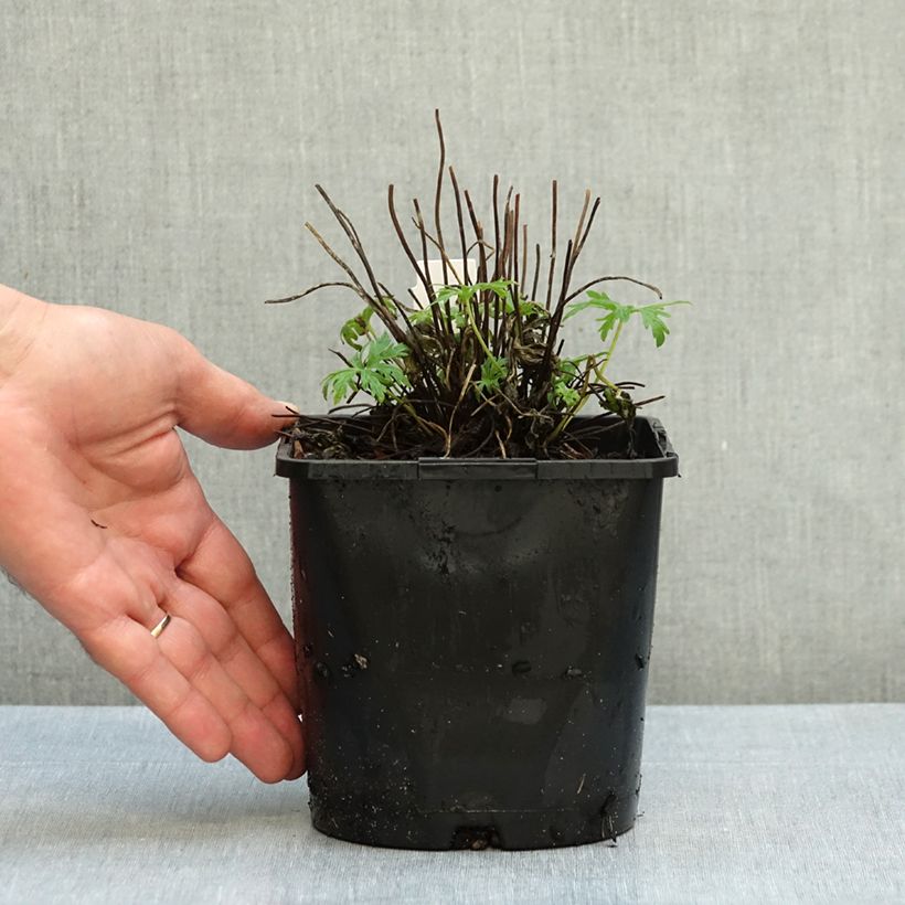 Geranium pratense Summer Skies 2L/3L pot sample as delivered in autumn