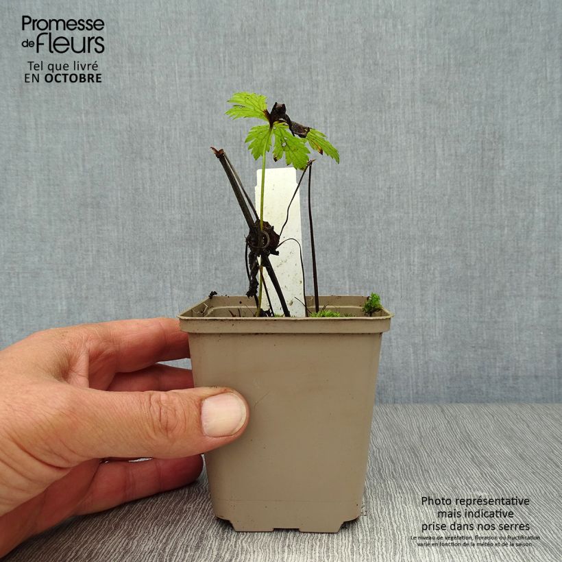 Geranium sylvaticum Prelude 8/9 cm pot sample as delivered in autumn