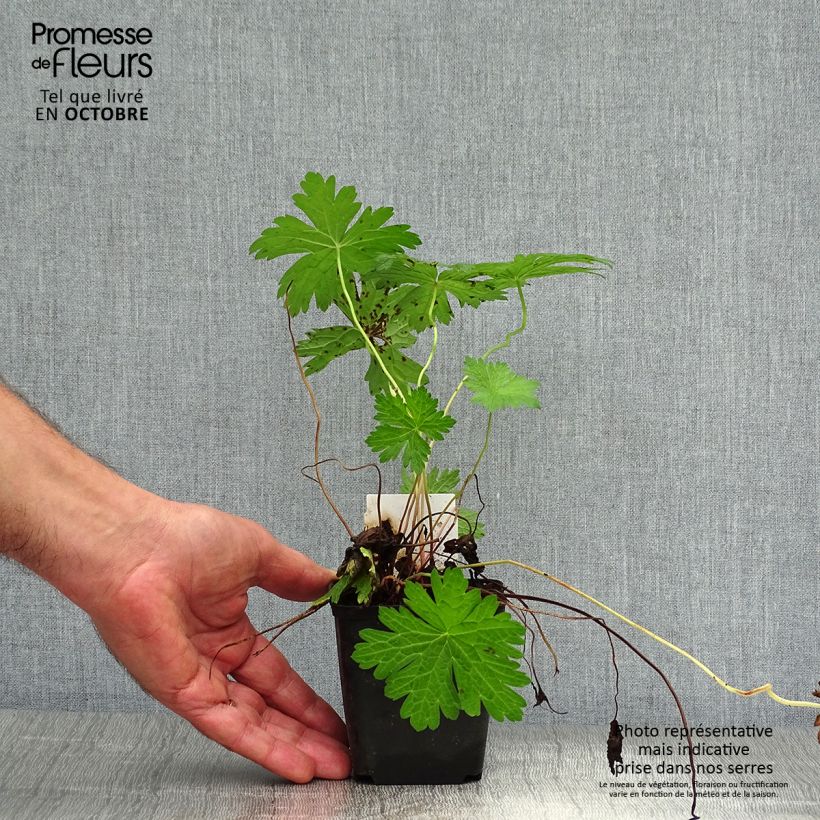 Geranium psilostemon JS Ma Tu Vu 8/9 cm pot sample as delivered in autumn