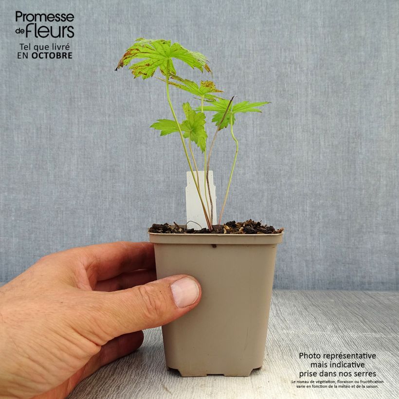 Geranium psilostemon Red Admiral 8/9 cm pot sample as delivered in autumn