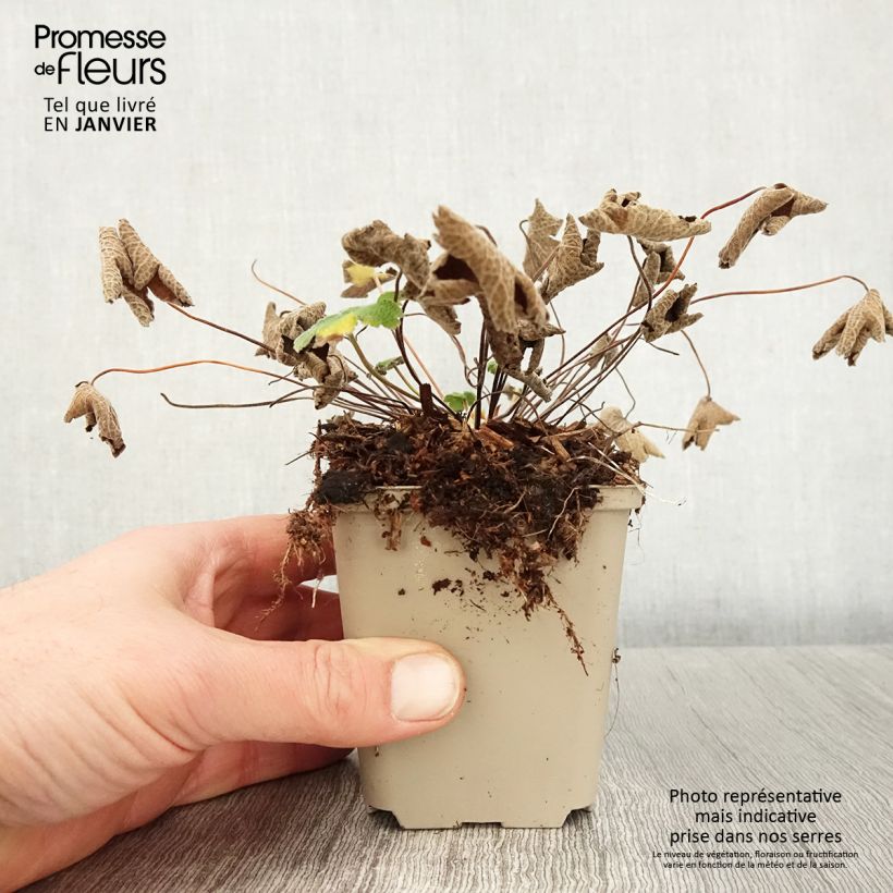 Geranium renardii 8/9 cm pot sample as delivered in winter