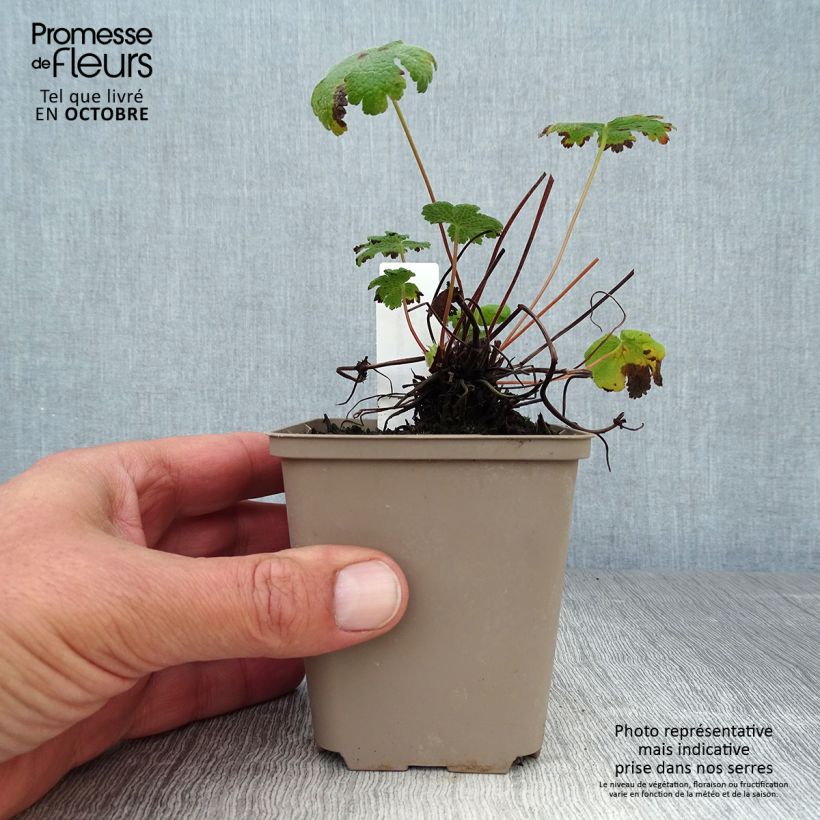Geranium renardii Tcschelda 8/9 cm pot sample as delivered in autumn