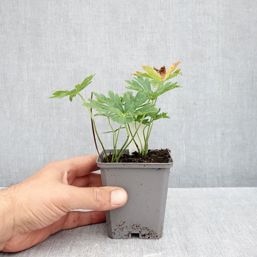 Geranium richardsonii 8/9 cm pot sample as delivered in autumn