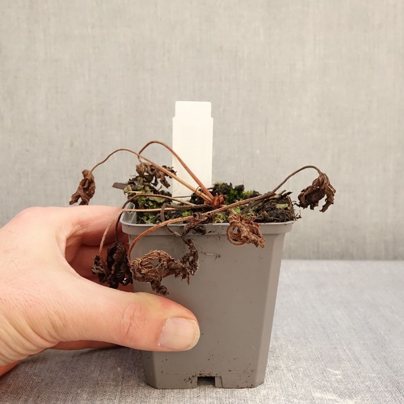 Geranium richardsonii 8/9 cm pot sample as delivered in winter