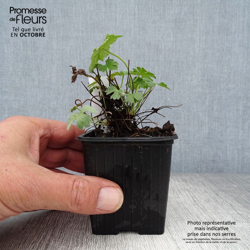 Geranium riversleaianum Russell Prichard 8/9 cm pot sample as delivered in autumn