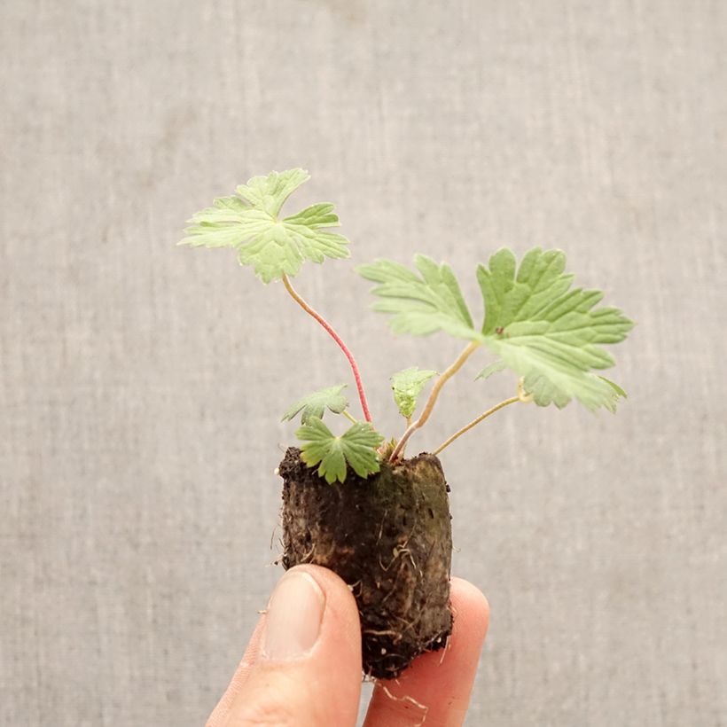 Geranium Rozanne Plug plant 3/4cm sample as delivered in spring
