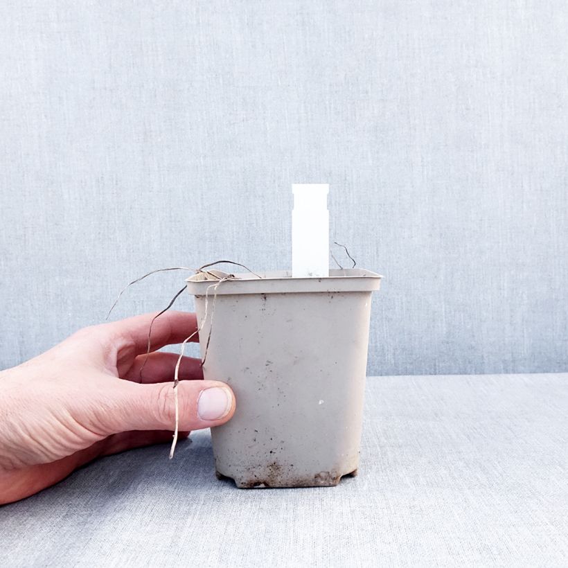 Geranium Rozanne 12cm pot sample as delivered in winter