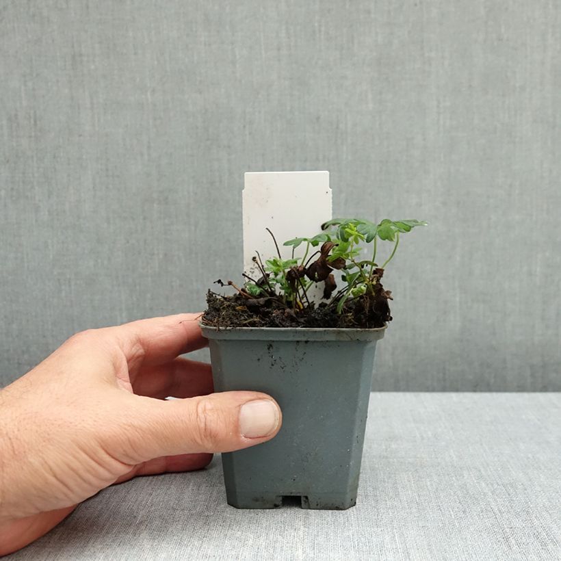 Geranium sanguineum Ankums Pride 8/9 cm pot sample as delivered in autumn