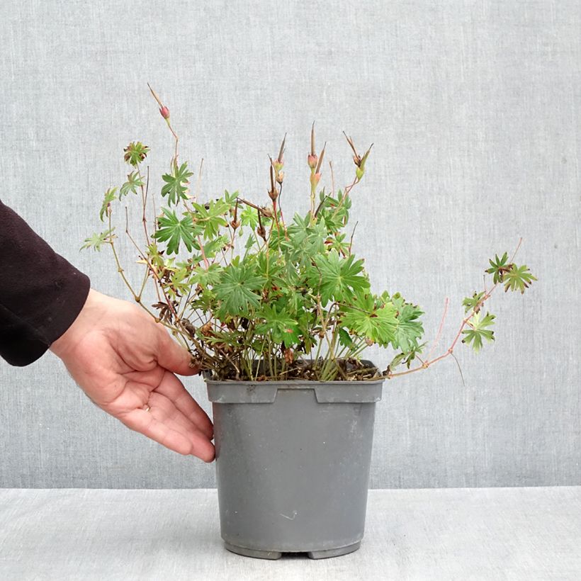 Geranium sanguineum Ankums Pride 2L/3L pot sample as delivered in autumn