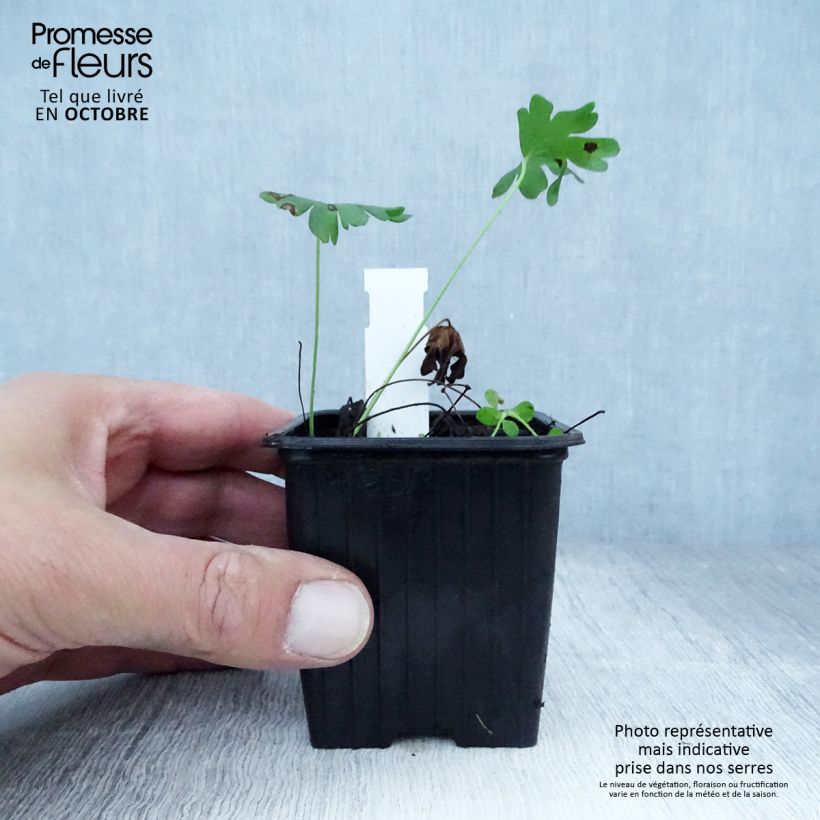 Geranium sanguineum Album 8/9 cm pot sample as delivered in autumn