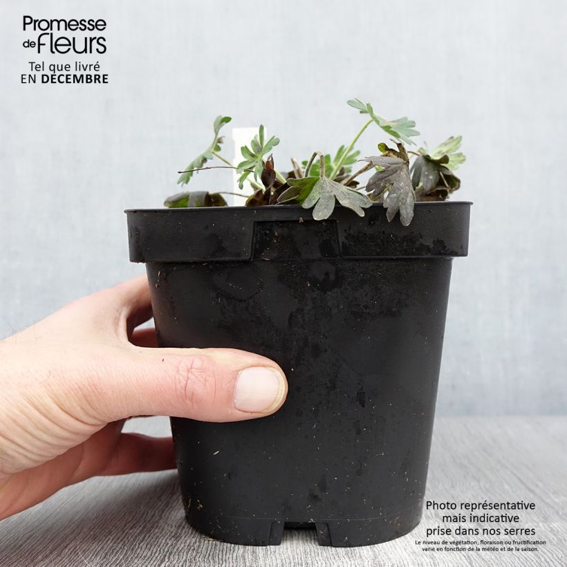 Geranium sanguineum Album 1.5L/2L pot sample as delivered in autumn