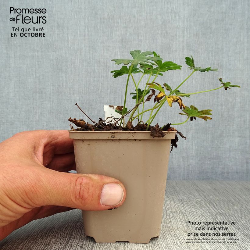 Geranium sanguineum Compactum 8/9 cm pot sample as delivered in autumn