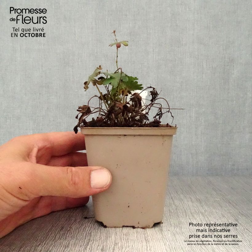 Geranium sanguineum Elsbeth 8/9 cm pot sample as delivered in autumn