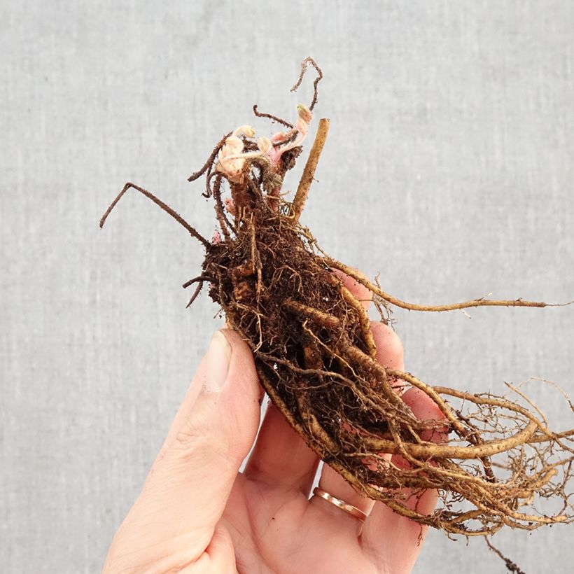 Geranium sanguineum Frivolius™ Lilac - Bloody cranesbill Bare root sample as delivered in winter