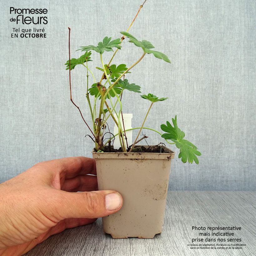 Geranium sanguineum Hannelore 8/9 cm pot sample as delivered in autumn