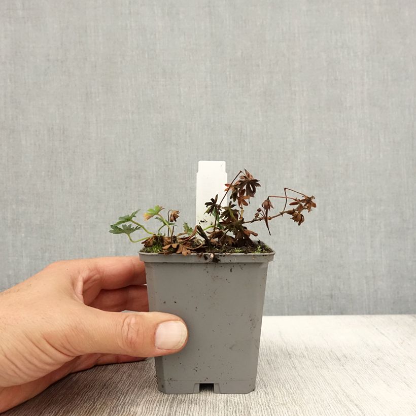 Geranium sanguineum Max Frei 8/9 cm pot sample as delivered in autumn