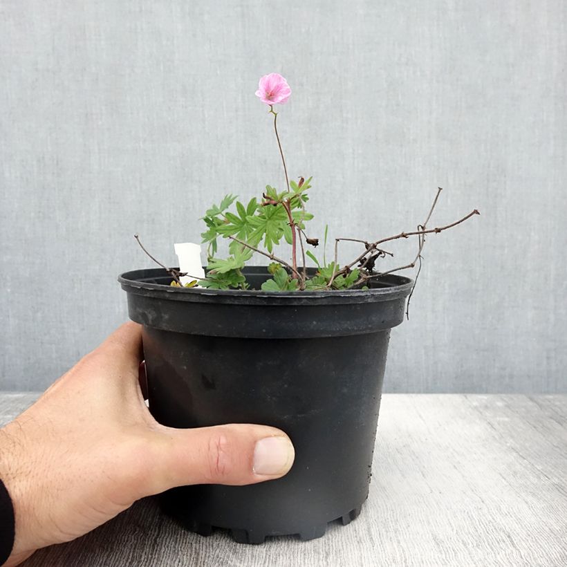 Geranium sanguineum var. striatum 2L/3L pot sample as delivered in autumn