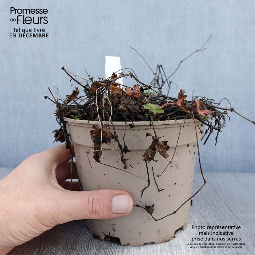 Geranium sanguineum var. striatum 2L/3L pot sample as delivered in winter