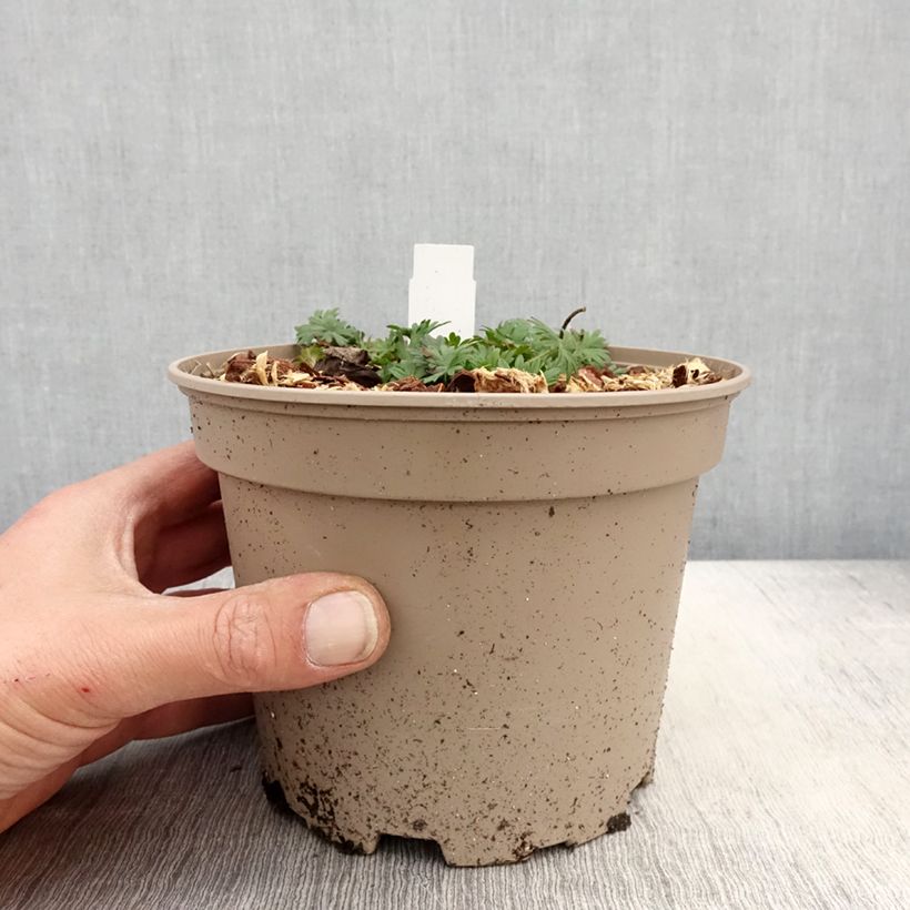 Geranium sanguineum var. striatum 2L/3L pot sample as delivered in spring