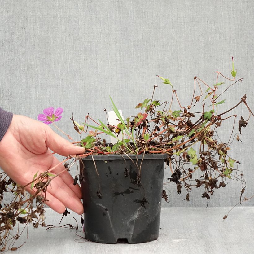 Geranium Silvias Surprise 1.5L/2L pot sample as delivered in autumn
