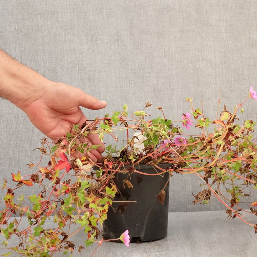 Geranium Silvias Surprise 1.5L/2L pot sample as delivered in summer