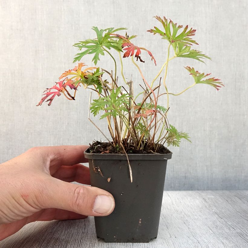 Geranium soboliferum Starman 8/9 cm pot sample as delivered in autumn