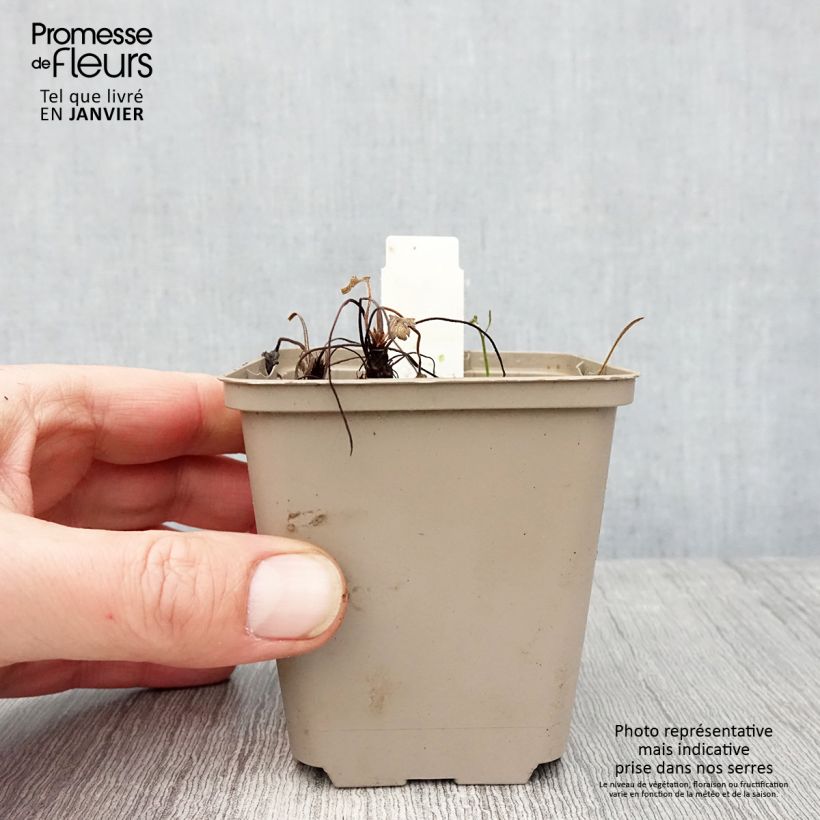 Geranium Sue Crûg 8/9 cm pot sample as delivered in winter