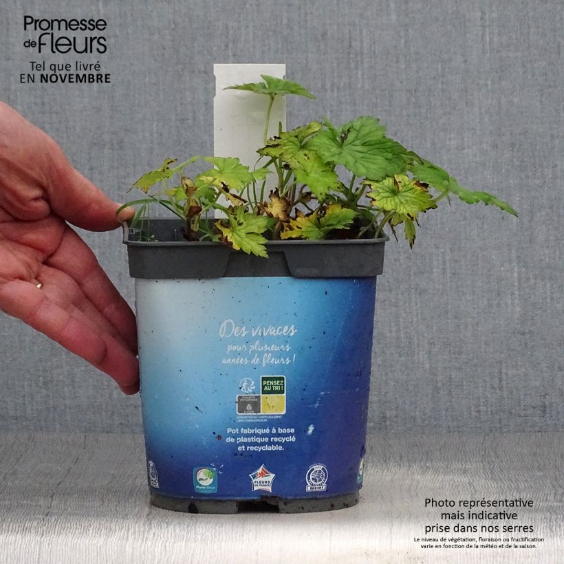 Geranium Sweet Heidi 2L/3L pot sample as delivered in autumn