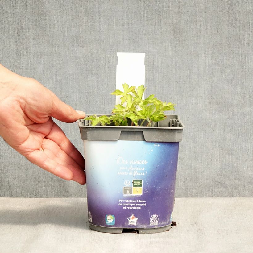 Geranium Sweet Heidi 2L/3L pot sample as delivered in spring