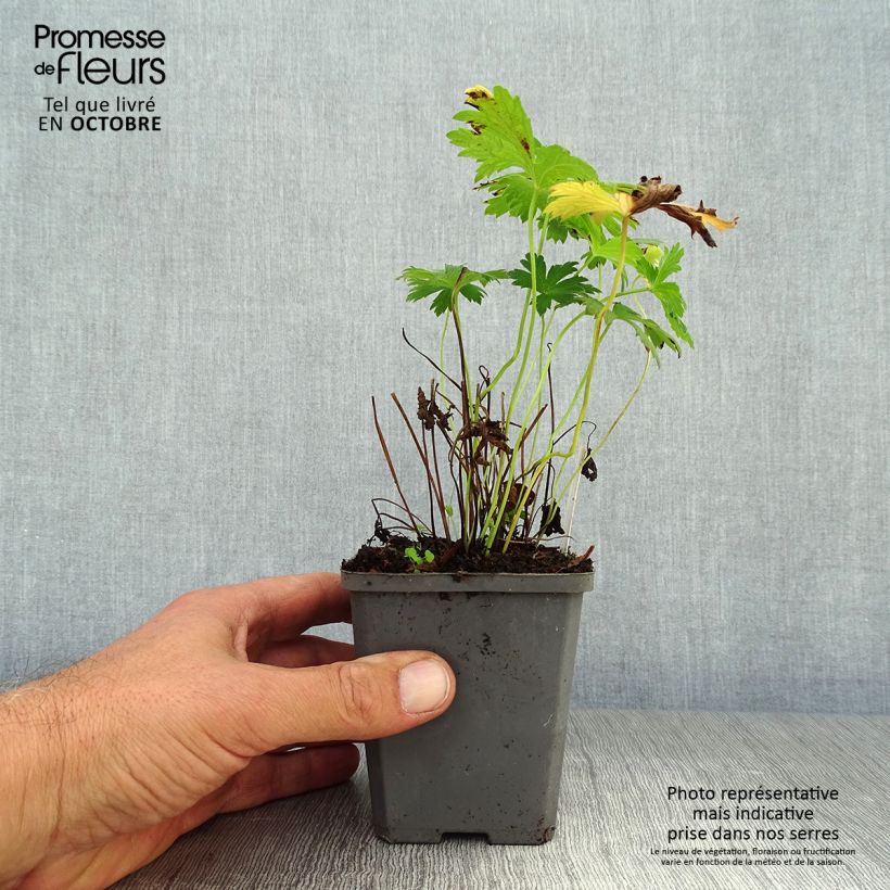 Geranium sylvaticum Album 8/9 cm pot sample as delivered in autumn