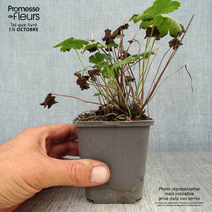 Geranium Terre Franche 8/9 cm pot sample as delivered in autumn