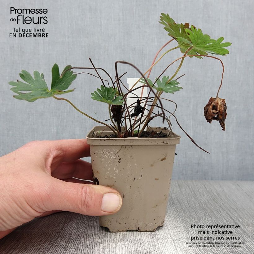 Geranium Tiny Monster 8/9 cm pot sample as delivered in autumn