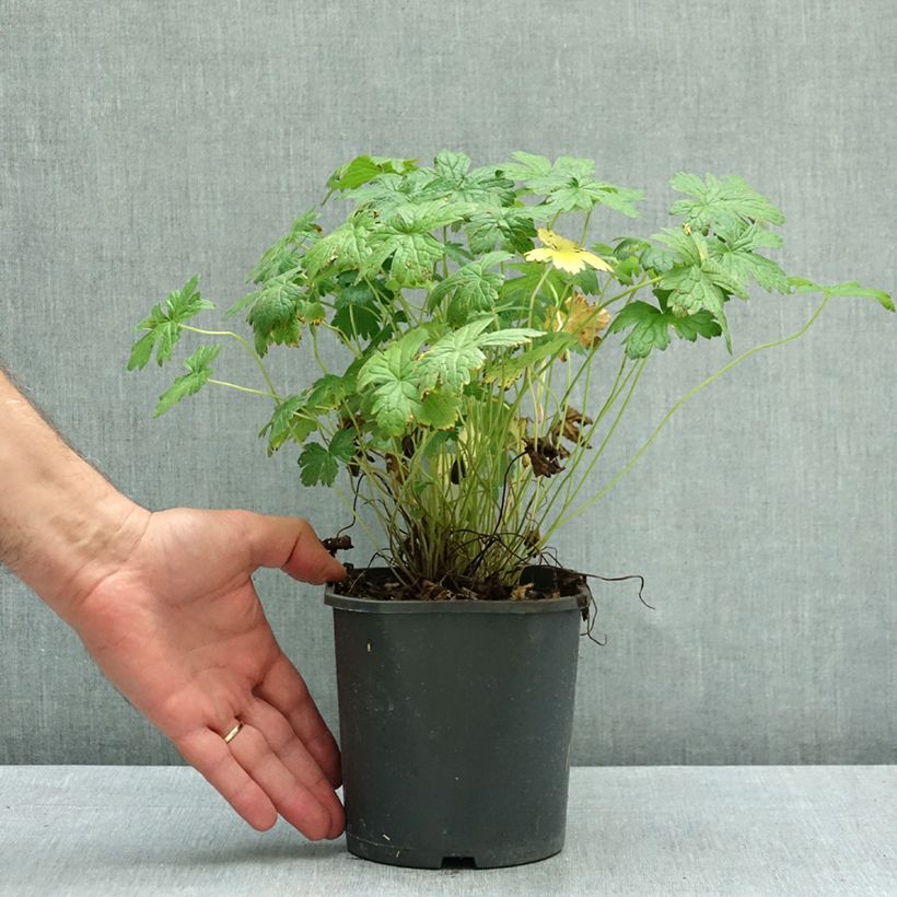 Geranium versicolor 2L/3L pot sample as delivered in autumn