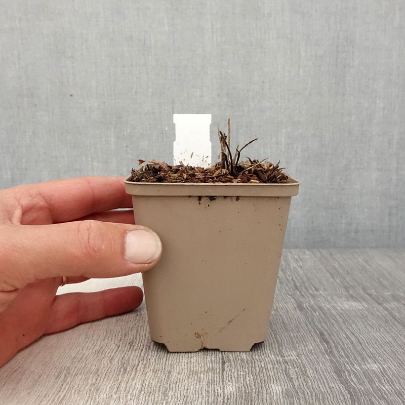 Geranium wallichianum Censation Daily Blue 8/9 cm pot sample as delivered in spring