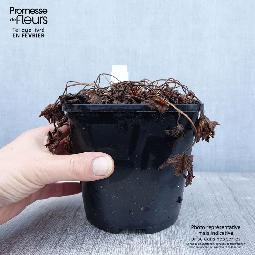 Geranium yoshinoi Confetti 1.5L/2L pot sample as delivered in winter