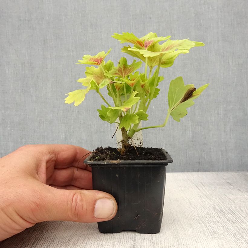 Pelargonium Decima 8/9 cm pot sample as delivered in spring