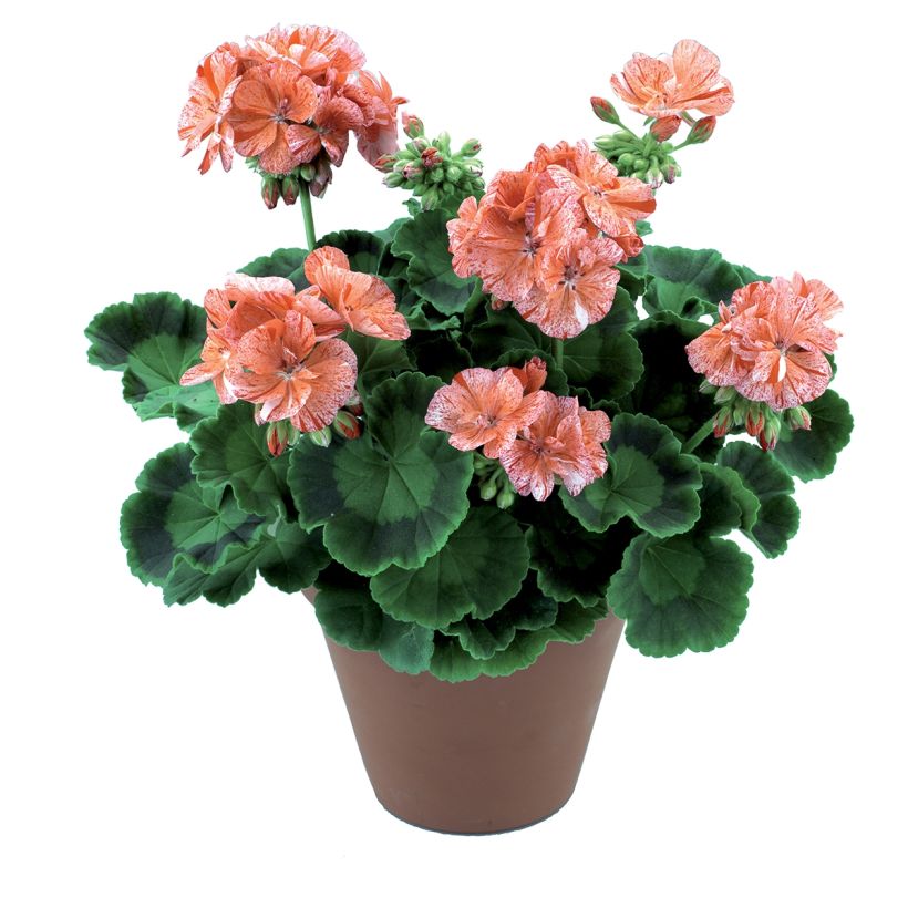 Pelargonium Flic Flac Red Nova (Plant habit)