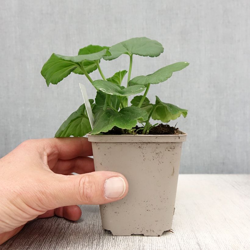 Pelargonium Icecrystal 8/9 cm pot sample as delivered in spring
