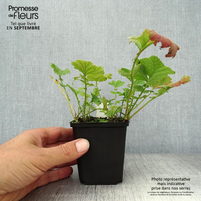 Geum Banana Daiquiri 8/9 cm pot sample as delivered in autumn