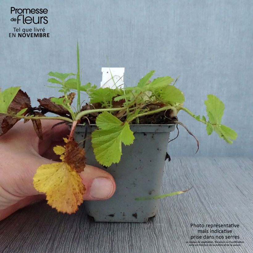 Geum Bell Bank 8/9 cm pot sample as delivered in autumn