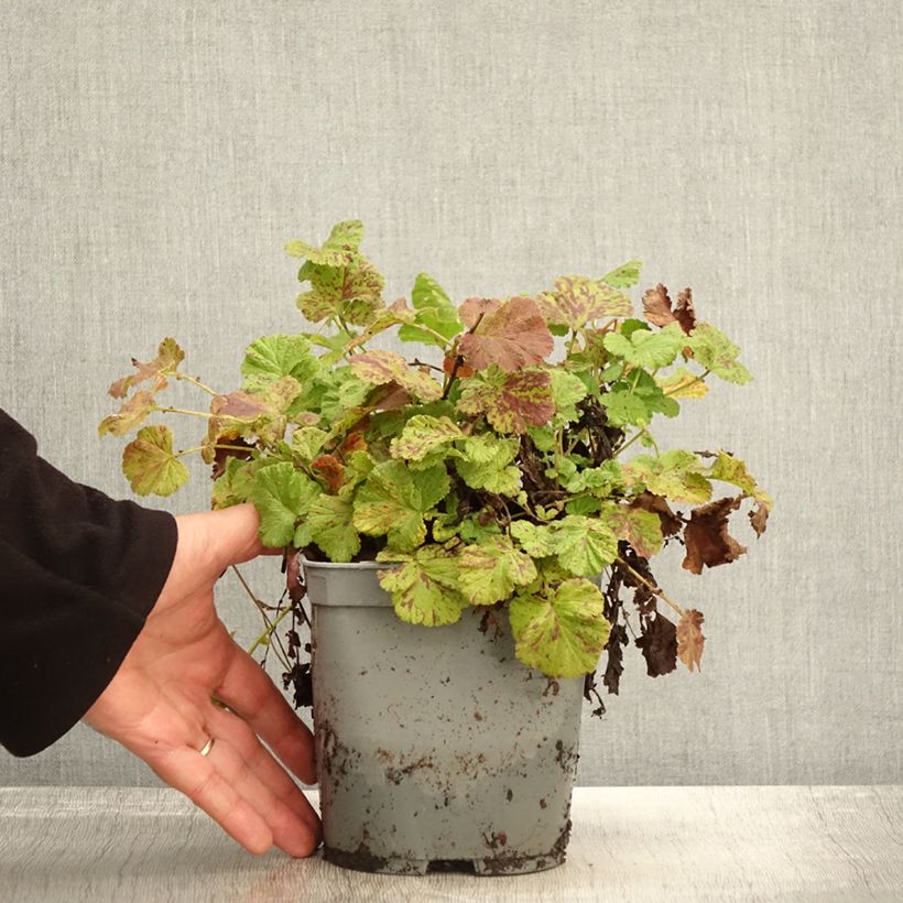 Geum Bell Bank 2L/3L pot sample as delivered in autumn