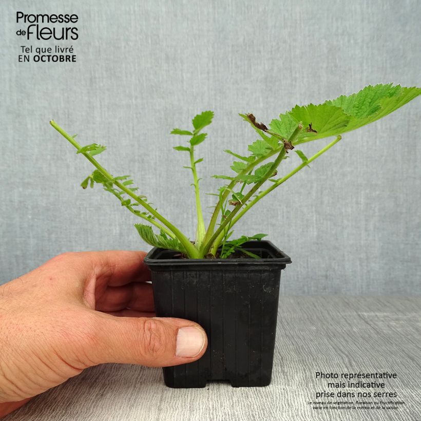 Geum chiloense Mrs Bradshaw 7/8 cm pot sample as delivered in autumn