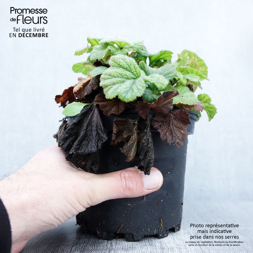Geum coccineum Borisii 2L/3L pot sample as delivered in autumn