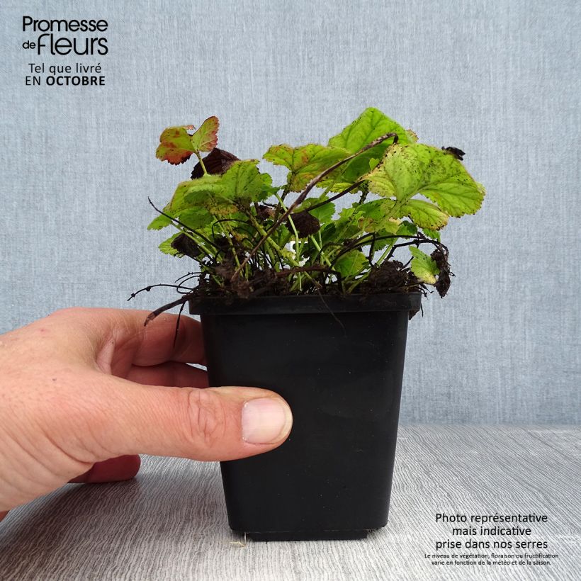 Geum coccineum Koi 8/9 cm pot sample as delivered in autumn