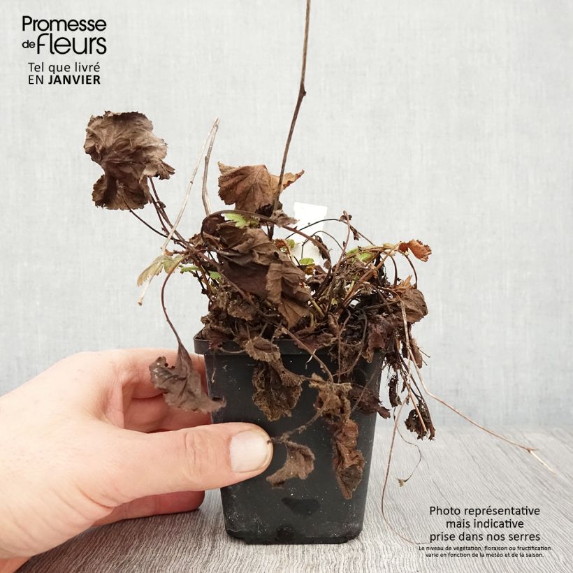 Geum coccineum Koi 8/9 cm pot sample as delivered in winter